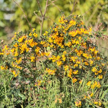 Berberis darwinii Compacta - Épine-vinette de Darwin