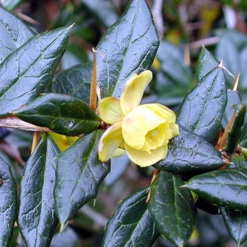 Berberis frikartii Amstelveen - Epine-vinette de Frikart.