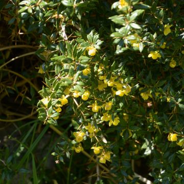 Berberis frikartii Amstelveen - Berberitze