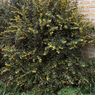 Berberis julianae - Epine-vinette de Saint Julien