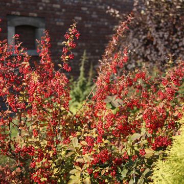 Berberis koreana - Epine-vinette de Corée