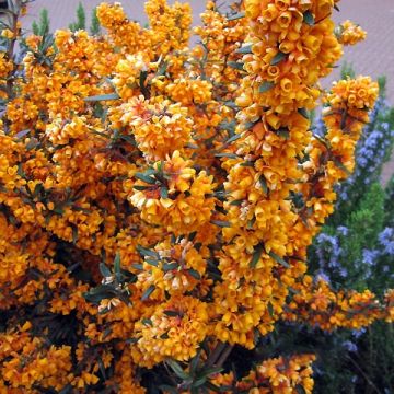 Berberis linearifolia Orange King - Epine-vinette