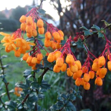 Berberis lologensis Apricot Queen - Berberitze