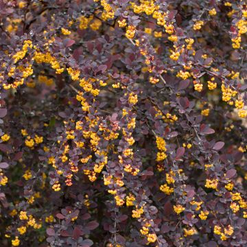 Berberis ottawensis Superba - Berberitze