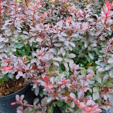 Berberis thunbergii Atropurpurea Nana - Epine-vinette