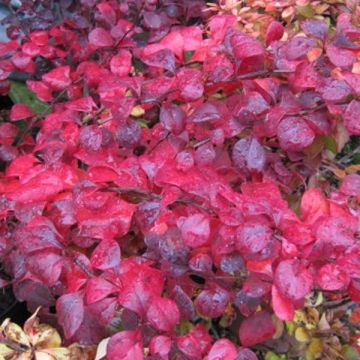 Berberis thunbergii Atropurpurea