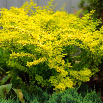 Berberis thunbergii Aurea