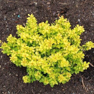 Berberis thunbergii Bonanza Gold