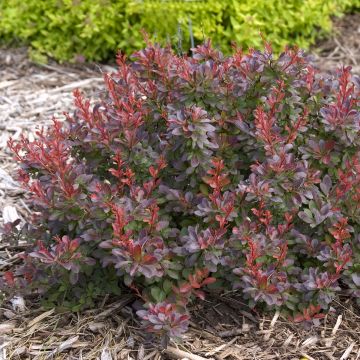 Berberis thunbergii Cabernet® FIRST EDITIONS® - Thunberg-Berberitze