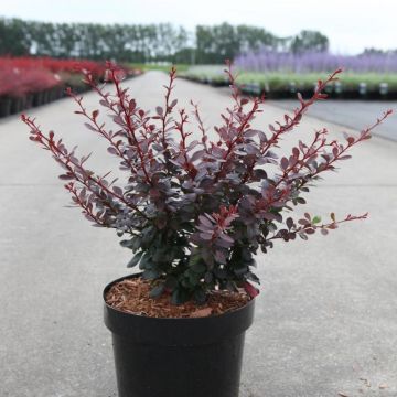 Berberis thunbergii Dart's Red Lady