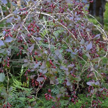 Berberis thunbergii Dart's Red Lady