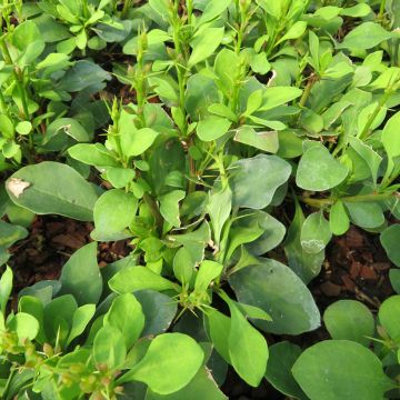 Berberis thunbergii Erecta - Epine-vinette