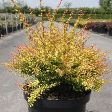 Berberis thunbergii Golden Dream