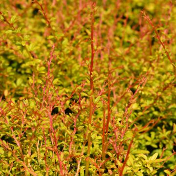 Berberis thunbergii Golden Dream