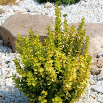 Berberis thunbergii Golden Rocket