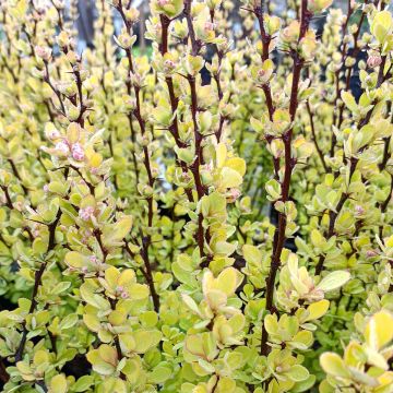 Berberis thunbergii Golden Rocket