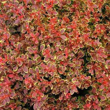 Berberis thunbergii Golden Ruby