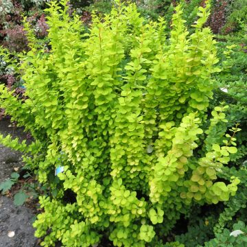 Berberis thunbergii Golden Torch - Epine-vinette