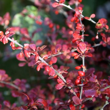 Berberis thunbergii Harlequin