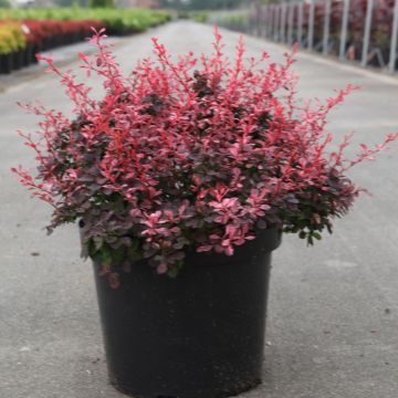 Berberis thunbergii Inspiration