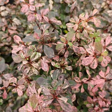 Berberis thunbergii Inspiration