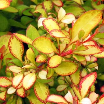 Berberis thunbergii Limoncello - Epine-vinette