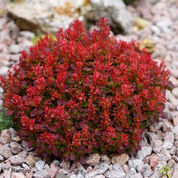 Berberis thunbergii Lutin Rouge