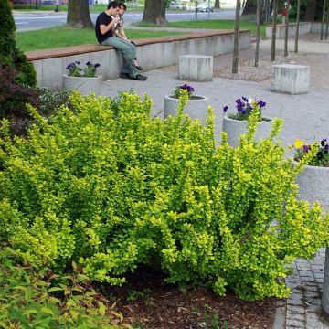 Berberis thunbergii Maria