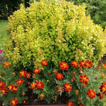 Berberis thunbergii Maria