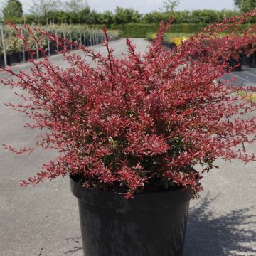 Berberis thunbergii Orange Dream