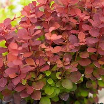 Berberis thunbergii Orange Rocket