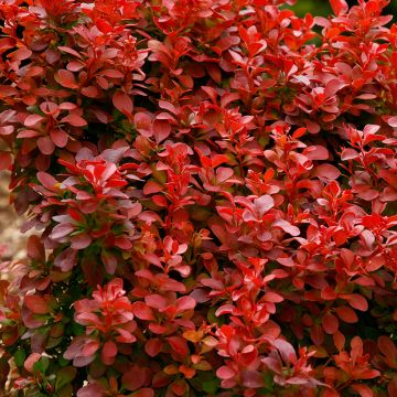 Berberis thunbergii Orange Rocket