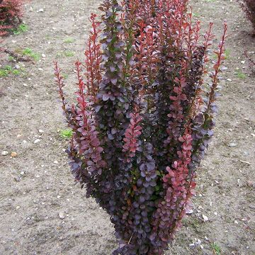 Berberis thunbergii Red Rocket