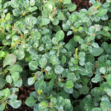 Berberis thunbergii Silver Beauty - Epine-vinette