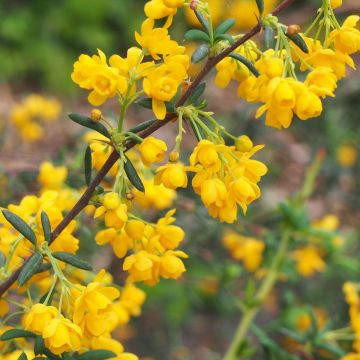 Berberis stenophylla - Schmalblättrige Berberitze