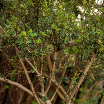 Berberis x stenophylla - Épine-vinette à feuilles étroites 