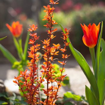 Berberis thunbergii Orange Ice