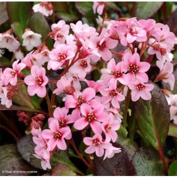 Bergenia Pink Dragonfly - Bergenie