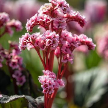 Bergenia Eden's Magic Giant - Bergenie