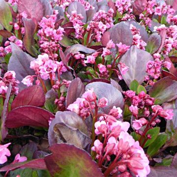 Bergenia Flirt - Bergenie