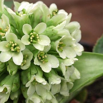 Bergenia stracheyi Ice Queen - Bergenie