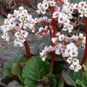 Bergenia Jelle - Bergenie