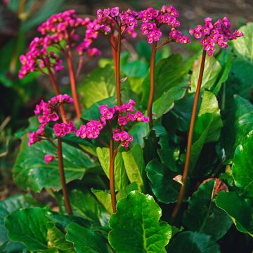 Bergenia cordifolia Morgenrote - Bergenie