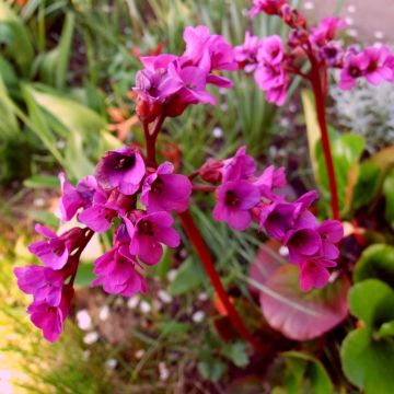 Bergenia Ouvertüre - Bergenie