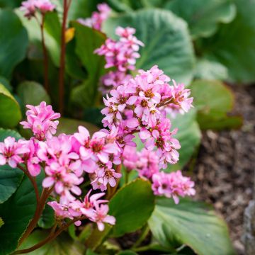 Bergenia cordifolia Rotblum - Bergenie