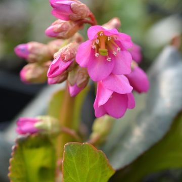 Bergenia Winterglut - Bergenie