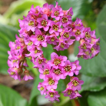 Bergenia cordifolia - Bergenie