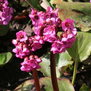 Bergenia Abendglut - Bergenie