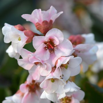 Bergenia Harzkristall - Bergenie