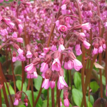 Bergenia Wintermarchen - Bergenie